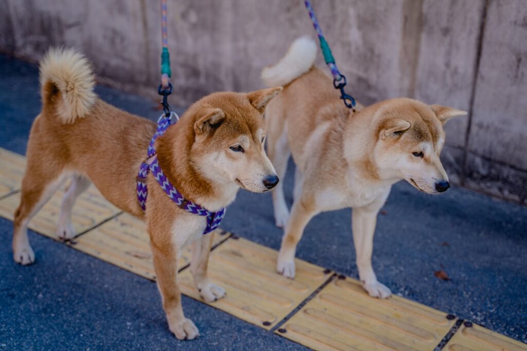 Two leashed Shiba Inu dogs on a city sidewalk — New York dog bite one-bite rule column