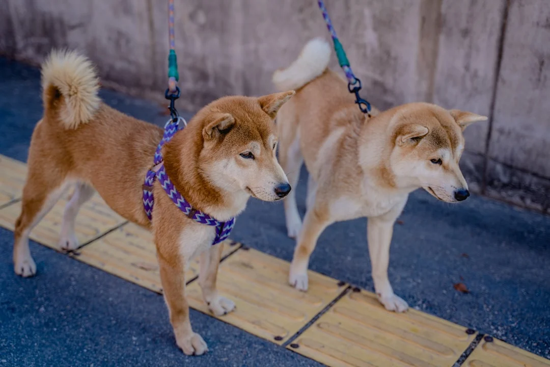 Two leashed Shiba Inu dogs on a city sidewalk — New York dog bite one-bite rule column