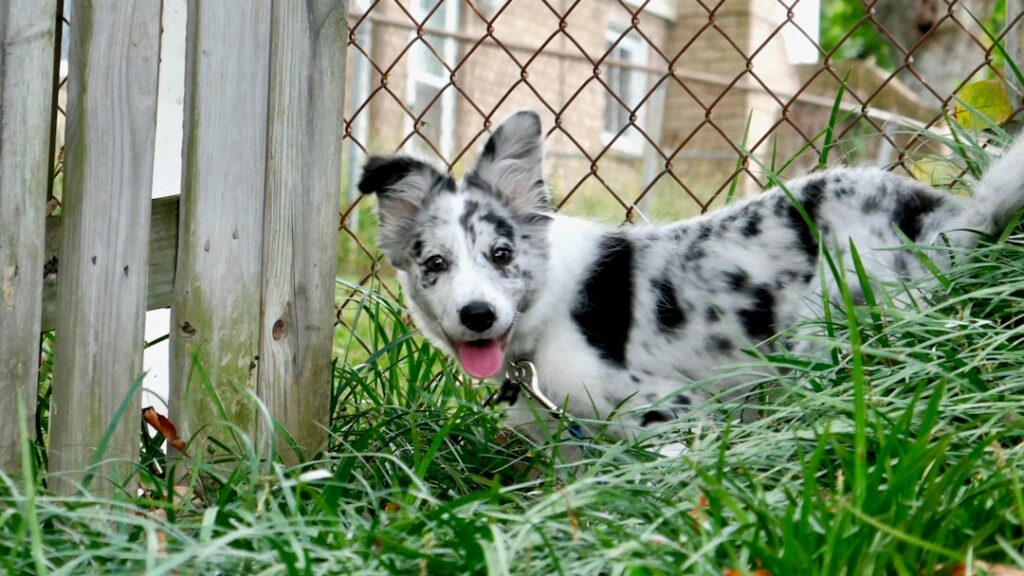 Black and white dog by suburban fence — New Jersey dog bite strict liability column