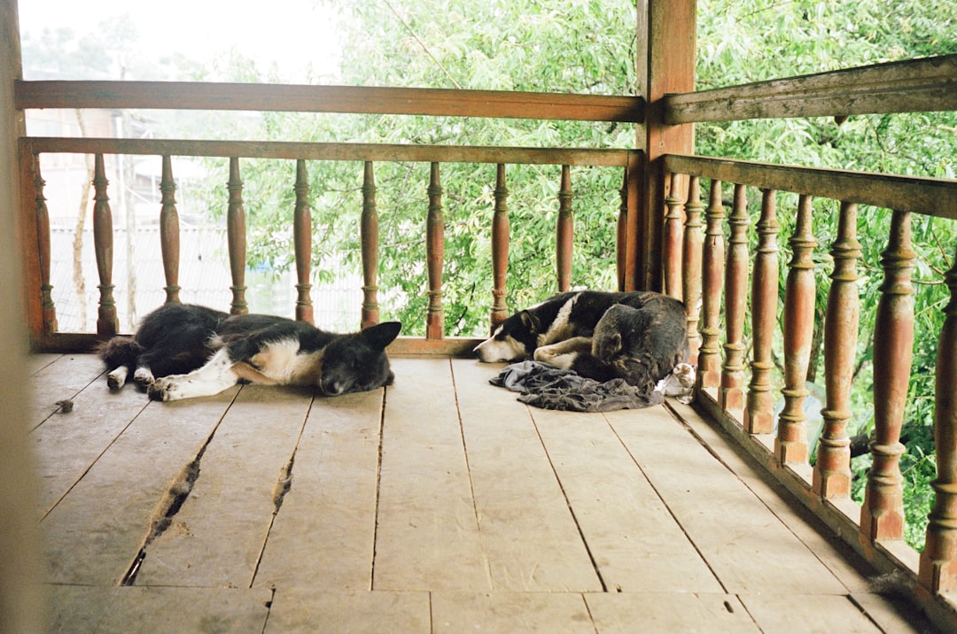 Two dogs resting on a wooden porch — Georgia dog bite owner liability column