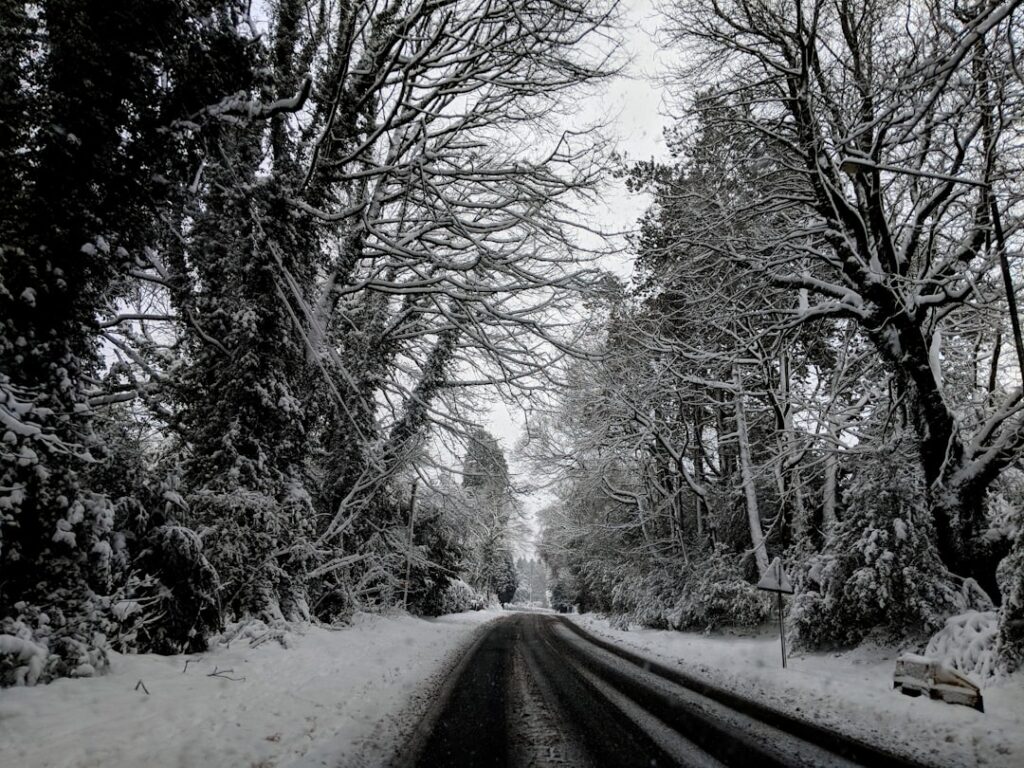 gray paved road between trees