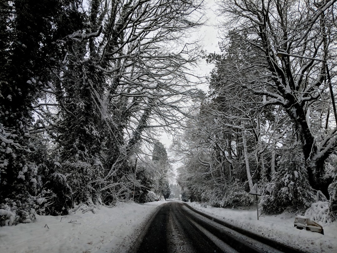 gray paved road between trees
