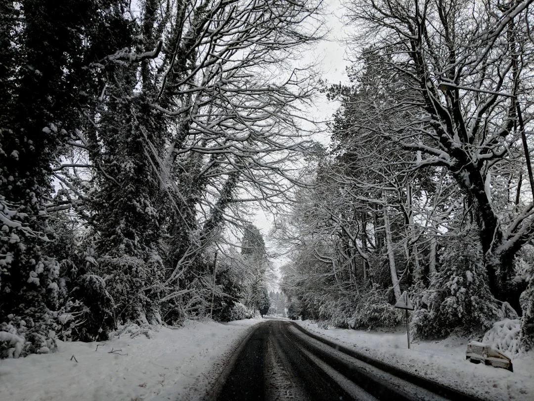 gray paved road between trees